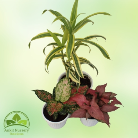 Indoor Plant Mix Colour - Home -  - Corporate Office - Plants On Rent - Best Plant Nursery in Noida - Indoor Plants - Vertical G