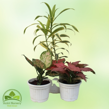 Indoor Plant Mix Colour - Home -  - Corporate Office - Plants On Rent - Best Plant Nursery in Noida - Indoor Plants - Vertical G