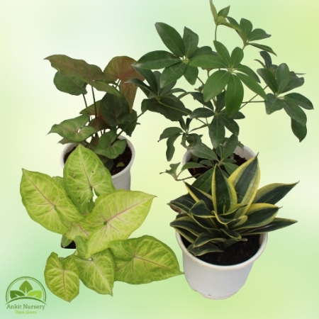 Indoor Plant Mixer - Home -  - Corporate Office - Plants On Rent - Best Plant Nursery in Noida - Indoor Plants - Vertical Garden