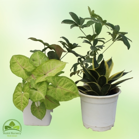 Indoor Plant Mixer - Home -  - Corporate Office - Plants On Rent - Best Plant Nursery in Noida - Indoor Plants - Vertical Garden