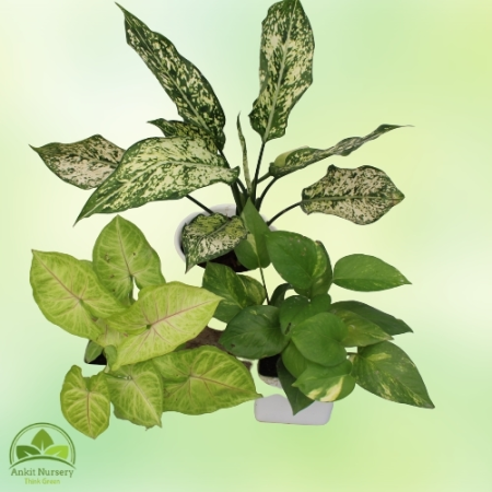 Indoor Plant Mixer - Home -  - Corporate Office - Plants On Rent - Best Plant Nursery in Noida - Indoor Plants - Vertical Garden