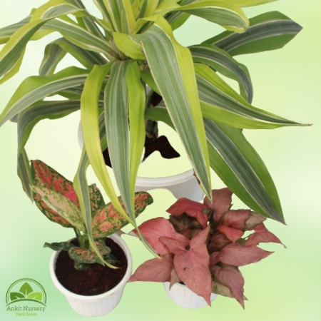 Indoor Plant With Pot - Home -  - Corporate Office - Plants On Rent - Best Plant Nursery in Noida - Indoor Plants - Vertical Gar