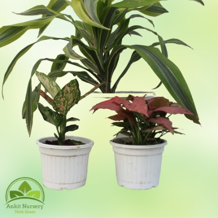 Indoor Plant With Pot - Home -  - Corporate Office - Plants On Rent - Best Plant Nursery in Noida - Indoor Plants - Vertical Gar