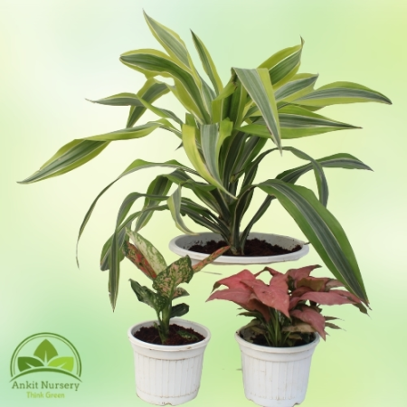 Indoor Plant With Pot - Home -  - Corporate Office - Plants On Rent - Best Plant Nursery in Noida - Indoor Plants - Vertical Gar