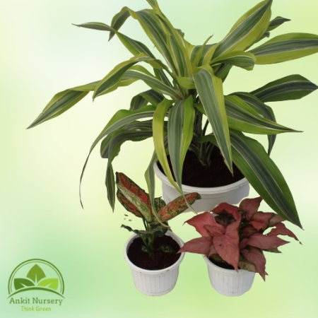 Indoor Plant With Pot - Home -  - Corporate Office - Plants On Rent - Best Plant Nursery in Noida - Indoor Plants - Vertical Gar