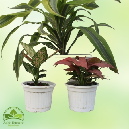 Indoor Plant With Pot - Home -  - Corporate Office - Plants On Rent - Best Plant Nursery in Noida - Indoor Plants - Vertical Gar