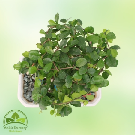 Malpighia Plant Bonsai - Home -  - Corporate Office - Plants On Rent - Best Plant Nursery in Noida - Indoor Plants - Vertical Ga