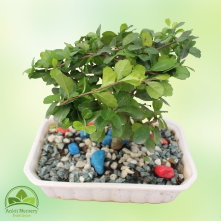 Malpighia Plant Bonsai - Home -  - Corporate Office - Plants On Rent - Best Plant Nursery in Noida - Indoor Plants - Vertical Ga