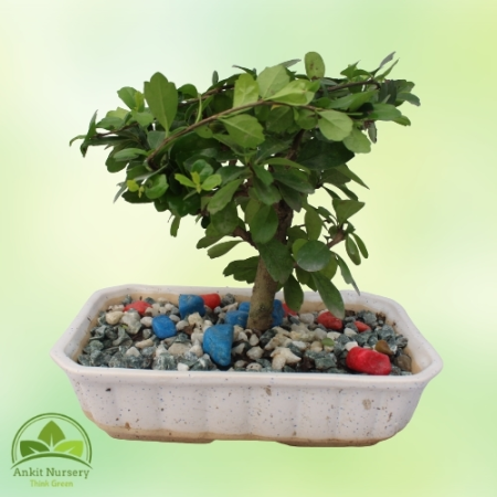 Malpighia Plant Bonsai - Home -  - Corporate Office - Plants On Rent - Best Plant Nursery in Noida - Indoor Plants - Vertical Ga