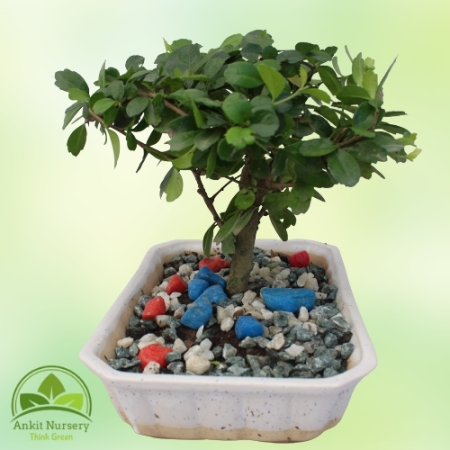 Malpighia Plant Bonsai - Home -  - Corporate Office - Plants On Rent - Best Plant Nursery in Noida - Indoor Plants - Vertical Ga