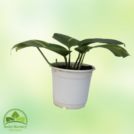 Money Plant Table Pot - Home -  - Corporate Office - Plants On Rent - Best Plant Nursery in Noida - Indoor Plants - Vertical Gar