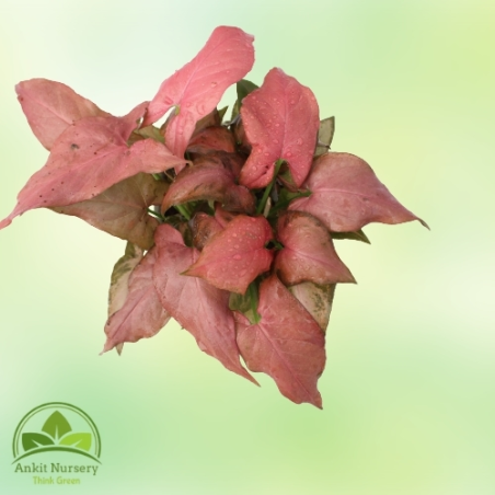 Pink Syngonium Plant - Home -  - Corporate Office - Plants On Rent - Best Plant Nursery in Noida - Indoor Plants - Vertical Gard