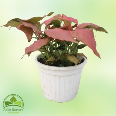 Pink Syngonium Plant - Home -  - Corporate Office - Plants On Rent - Best Plant Nursery in Noida - Indoor Plants - Vertical Gard