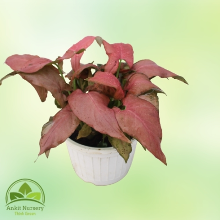 Pink Syngonium Plant - Home -  - Corporate Office - Plants On Rent - Best Plant Nursery in Noida - Indoor Plants - Vertical Gard