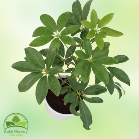 Schefflera Green Plant With Pot - Indoor Plants -  - Corporate Office - Plants On Rent - Best Plant Nursery in Noida - Indoor Pl