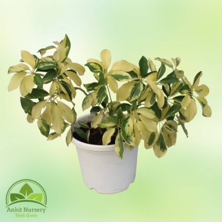 Schefflera Yellow Plant With Pot - Home -  - Corporate Office - Plants On Rent - Best Plant Nursery in Noida - Indoor Plants - V