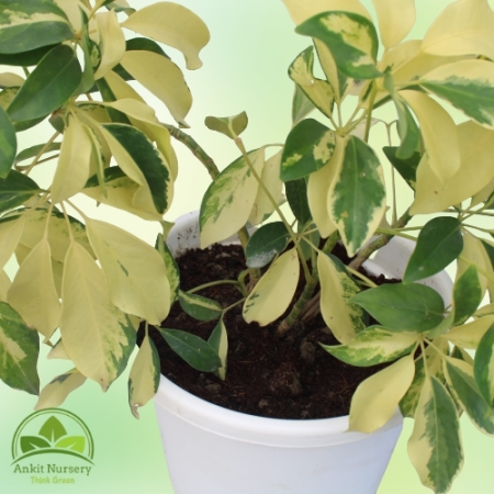 Schefflera Yellow Plant With Pot - Home -  - Corporate Office - Plants On Rent - Best Plant Nursery in Noida - Indoor Plants - V