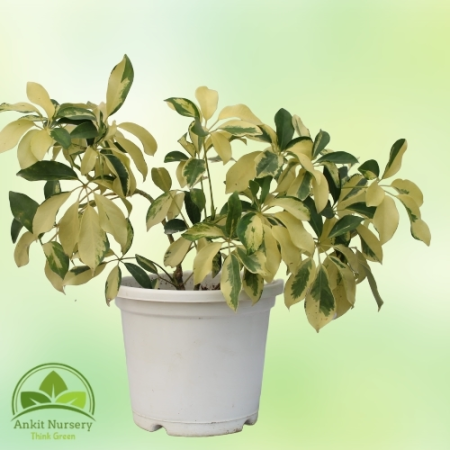 Schefflera Yellow Plant With Pot - Home -  - Corporate Office - Plants On Rent - Best Plant Nursery in Noida - Indoor Plants - V