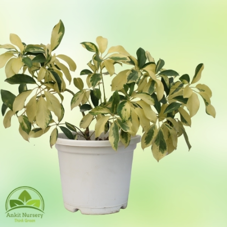 Schefflera Yellow Plant With Pot - Home -  - Corporate Office - Plants On Rent - Best Plant Nursery in Noida - Indoor Plants - V