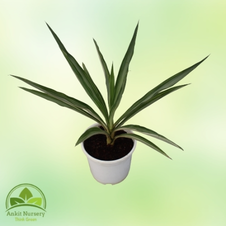 Silver Yucca Plant - Home -  - Corporate Office - Plants On Rent - Best Plant Nursery in Noida - Indoor Plants - Vertical Garden