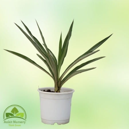 Silver Yucca Plant - Home -  - Corporate Office - Plants On Rent - Best Plant Nursery in Noida - Indoor Plants - Vertical Garden