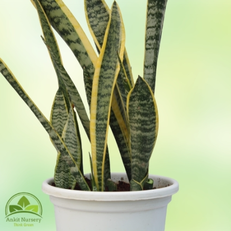 Snake Plant - Dracaena Trifasciata - Home -  - Corporate Office - Plants On Rent - Best Plant Nursery in Noida - Indoor Plants -