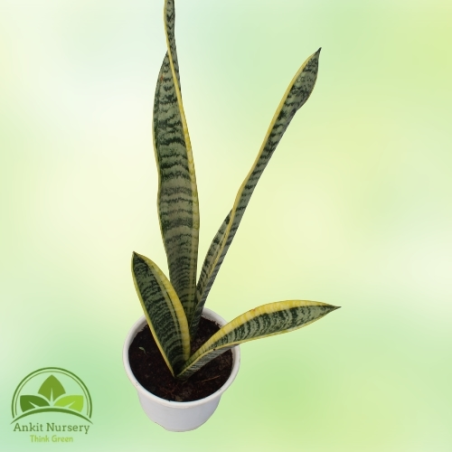 Snake Plant - Dracaena Trifasciata Table Pot - Home -  - Corporate Office - Plants On Rent - Best Plant Nursery in Noida - Indoo