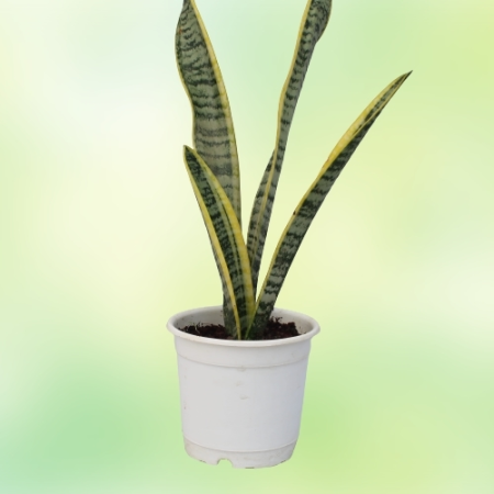 Snake Plant - Dracaena Trifasciata Table Pot - Home -  - Corporate Office - Plants On Rent - Best Plant Nursery in Noida - Indoo