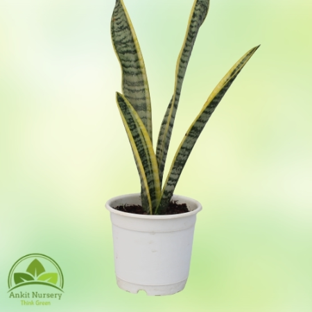 Snake Plant - Dracaena Trifasciata Table Pot - Home -  - Corporate Office - Plants On Rent - Best Plant Nursery in Noida - Indoo