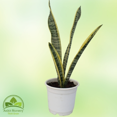 Snake Plant - Dracaena Trifasciata Table Pot - Home -  - Corporate Office - Plants On Rent - Best Plant Nursery in Noida - Indoo