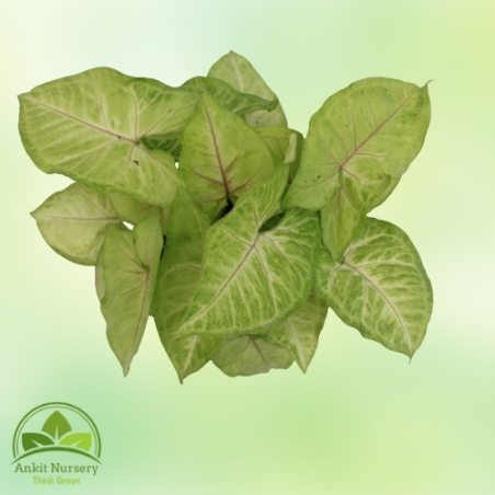 Syngonium Golden Plant - Home -  - Corporate Office - Plants On Rent - Best Plant Nursery in Noida - Indoor Plants - Vertical Ga