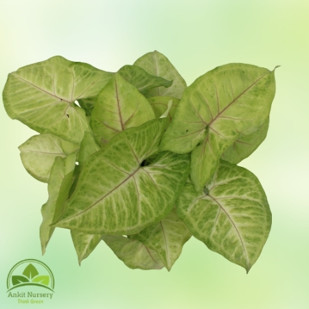 Syngonium Golden Plant - Home -  - Corporate Office - Plants On Rent - Best Plant Nursery in Noida - Indoor Plants - Vertical Ga