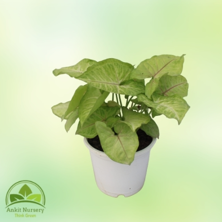 Syngonium Golden Plant - Home -  - Corporate Office - Plants On Rent - Best Plant Nursery in Noida - Indoor Plants - Vertical Ga