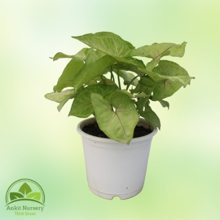 Syngonium Golden Plant - Home -  - Corporate Office - Plants On Rent - Best Plant Nursery in Noida - Indoor Plants - Vertical Ga