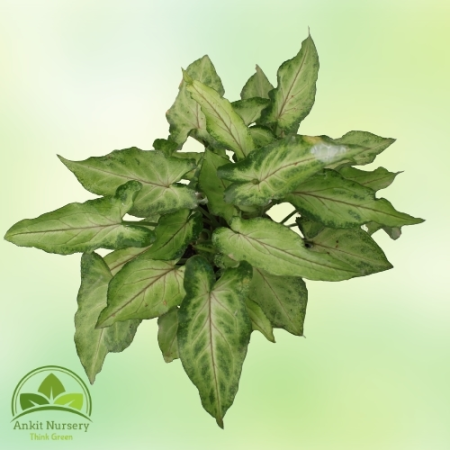 Syngonium Green With pot - Home -  - Corporate Office - Plants On Rent - Best Plant Nursery in Noida - Indoor Plants - Vertical 