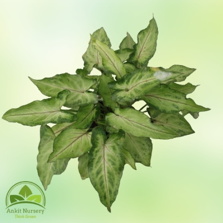 Syngonium Green With pot - Home -  - Corporate Office - Plants On Rent - Best Plant Nursery in Noida - Indoor Plants - Vertical 