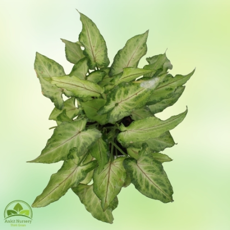 Syngonium Green With pot - Home -  - Corporate Office - Plants On Rent - Best Plant Nursery in Noida - Indoor Plants - Vertical 