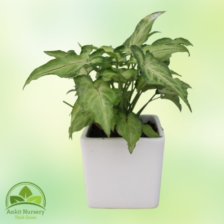 Syngonium Green With pot - Home -  - Corporate Office - Plants On Rent - Best Plant Nursery in Noida - Indoor Plants - Vertical 