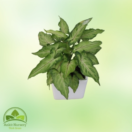 Syngonium Green With pot - Home -  - Corporate Office - Plants On Rent - Best Plant Nursery in Noida - Indoor Plants - Vertical 