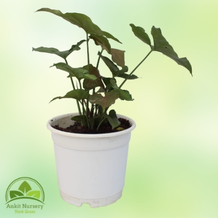 Syngonium Pink - Indoor Plants -  - Corporate Office - Plants On Rent - Best Plant Nursery in Noida - Indoor Plants - Vertical G