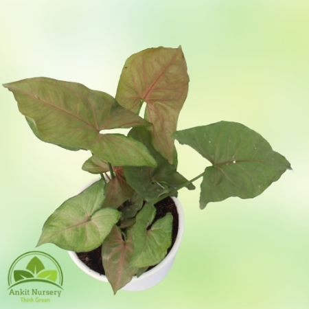 Syngonium Pink - Indoor Plants -  - Corporate Office - Plants On Rent - Best Plant Nursery in Noida - Indoor Plants - Vertical G