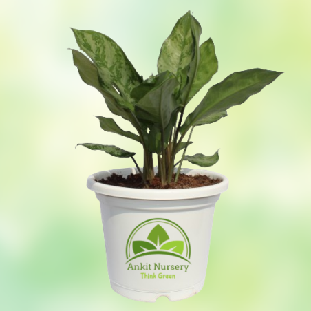 Aglaonema Plant - 8 Inch - White Pot - Home -  - Corporate Office - Plants On Rent - Best Plant Nursery in Noida - Indoor Plants