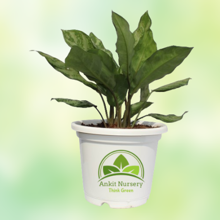 Aglaonema Plant - 8 Inch - White Pot - Home -  - Corporate Office - Plants On Rent - Best Plant Nursery in Noida - Indoor Plants