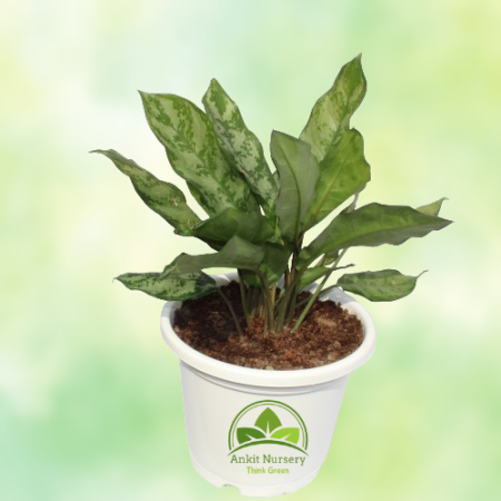 Aglaonema Plant - 8 Inch - White Pot - Home -  - Corporate Office - Plants On Rent - Best Plant Nursery in Noida - Indoor Plants