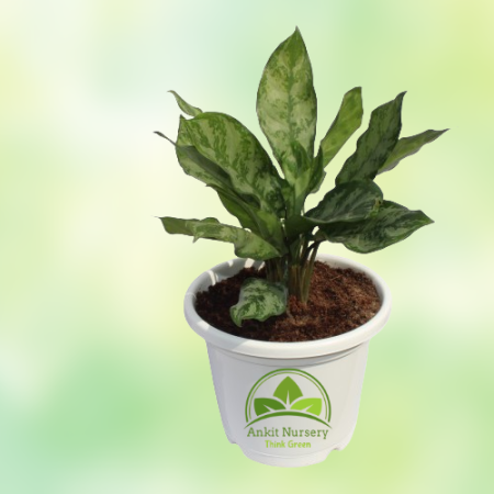 Aglaonema Plant - 8 Inch - White Pot - Home -  - Corporate Office - Plants On Rent - Best Plant Nursery in Noida - Indoor Plants