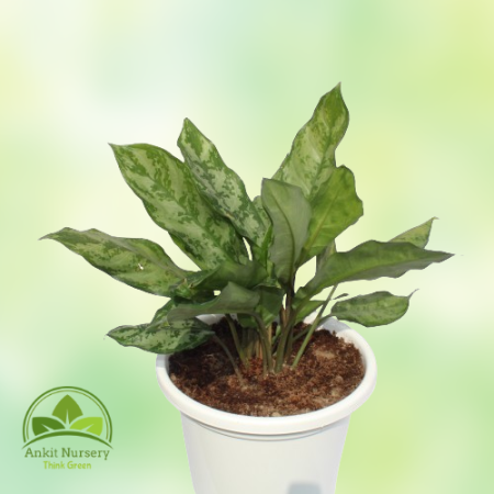 Aglaonema Plant - 8 Inch - White Pot - Home -  - Corporate Office - Plants On Rent - Best Plant Nursery in Noida - Indoor Plants