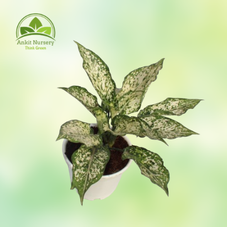 Aglaonema Snow White Plant - Home -  - Corporate Office - Plants On Rent - Best Plant Nursery in Noida - Indoor Plants - Vertica