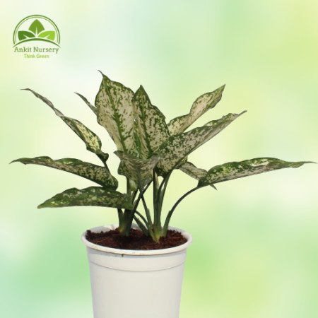 Aglaonema Snow White Plant - Home -  - Corporate Office - Plants On Rent - Best Plant Nursery in Noida - Indoor Plants - Vertica