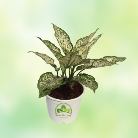 Aglaonema Snow White Plant - Home -  - Corporate Office - Plants On Rent - Best Plant Nursery in Noida - Indoor Plants - Vertica