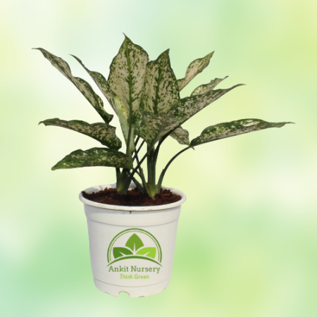 Aglaonema Snow White Plant - Home -  - Corporate Office - Plants On Rent - Best Plant Nursery in Noida - Indoor Plants - Vertica